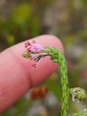 Erica innovans