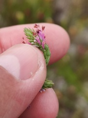 Erica innovans