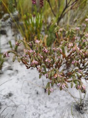 Erica innovans