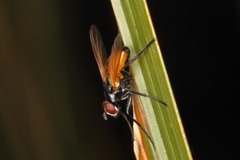 Huttonobesseria verecunda