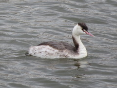 Podiceps cristatus