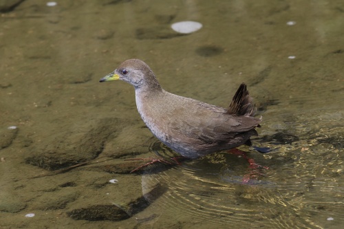 Brown Crake