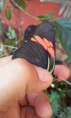 Pereute charops charops