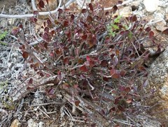 Ayenia compacta