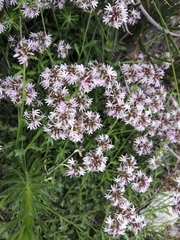 Lobelia jasionoides