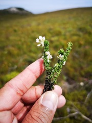 Metalasia umbelliformis