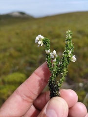 Metalasia umbelliformis
