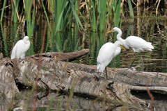 Ardea intermedia plumifera