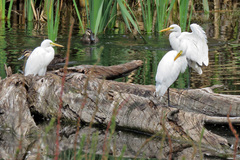 Ardea intermedia plumifera