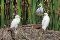 Ardea intermedia plumifera