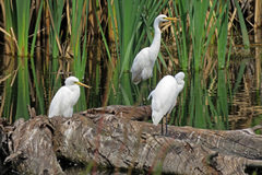Ardea intermedia plumifera