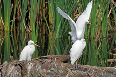 Ardea intermedia plumifera