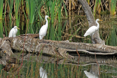Ardea intermedia plumifera