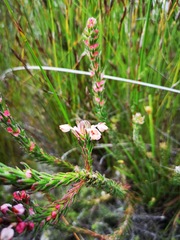 Erica excavata