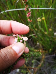 Erica excavata