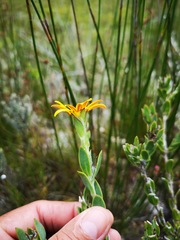 Osteospermum australe