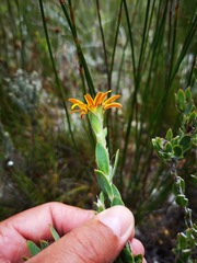 Osteospermum australe