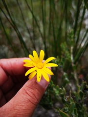 Osteospermum australe