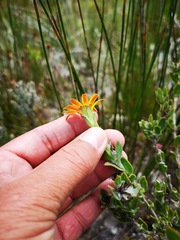 Osteospermum australe