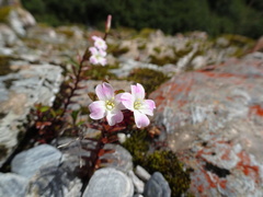 Epilobium glabellum