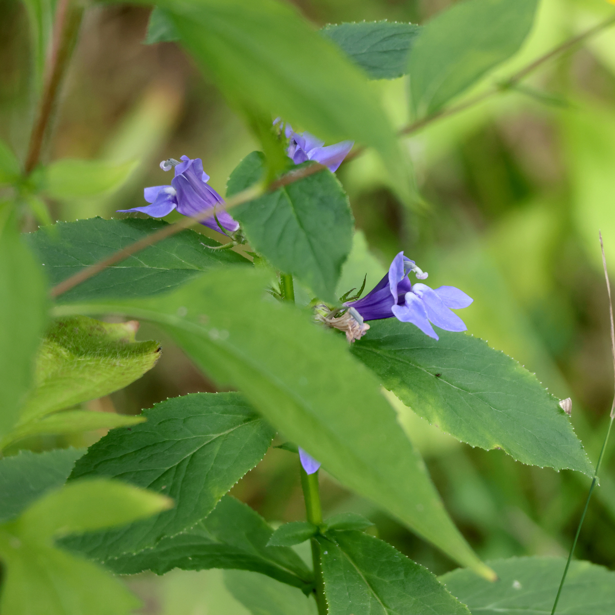 Great Blue Lobelia (Lobelia siphilitica)