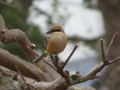 Lanius bucephalus