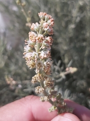 Reseda muricata