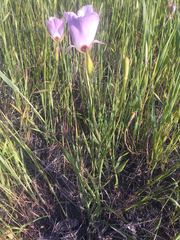 Calochortus catalinae