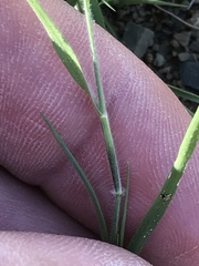 Enneapogon desvauxii