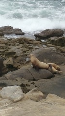 Zalophus californianus