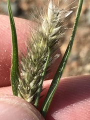 Enneapogon desvauxii