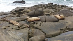 Zalophus californianus