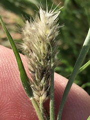 Enneapogon desvauxii