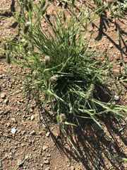 Enneapogon desvauxii