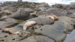 Zalophus californianus