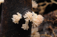 Tubifera dimorphotheca