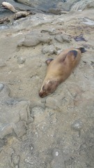 Zalophus californianus