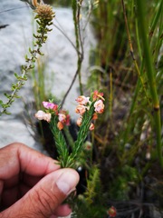 Erica excavata