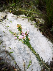 Erica excavata