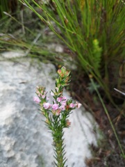 Erica excavata