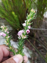Erica excavata