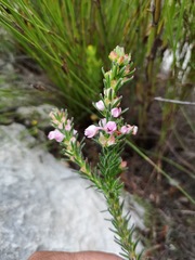 Erica excavata