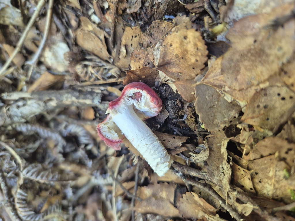 Russula kermesina · March 2026 · photo: © rempson (iNaturalist, cc-by)