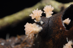 Tubifera dimorphotheca