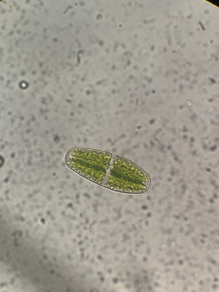 Netrium Digitus Netrium digitus in March 2026 by Jeff H. · iNaturalist