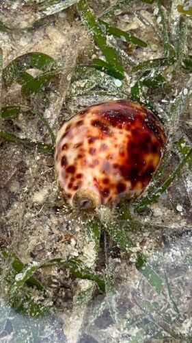 Cypraea tigris
