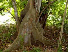Celtis mildbraedii