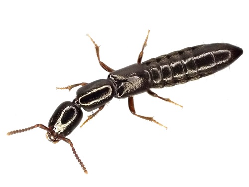 Staph beetle