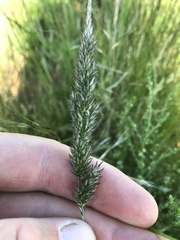 Enneapogon cenchroides