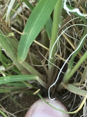 Enneapogon cenchroides